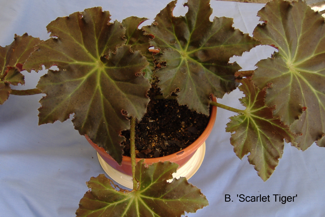 B. ‘Scarlet Tiger’